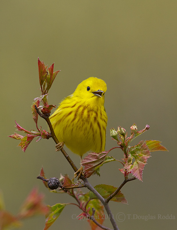 Yellow Warbler